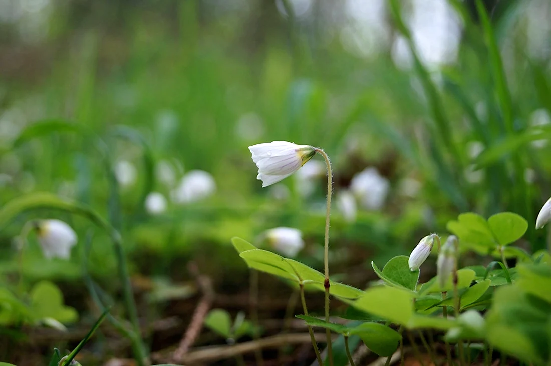 Маленькие белые цветы в лесу