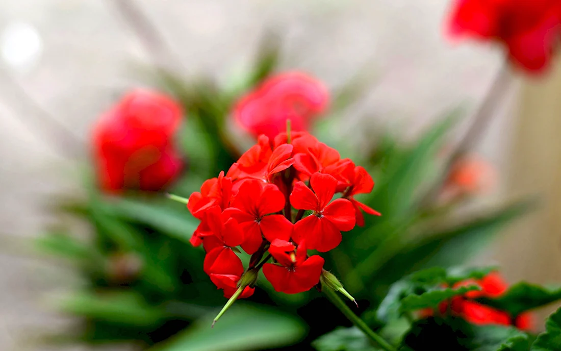 Маленькие красные цветы