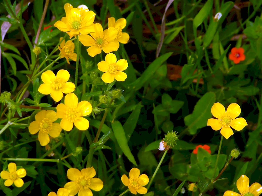 Маленькие желтые цветочки полевые