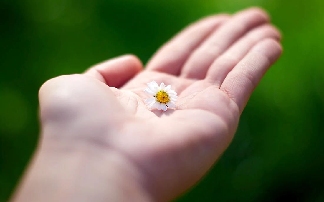 Маленький цветочек в руках