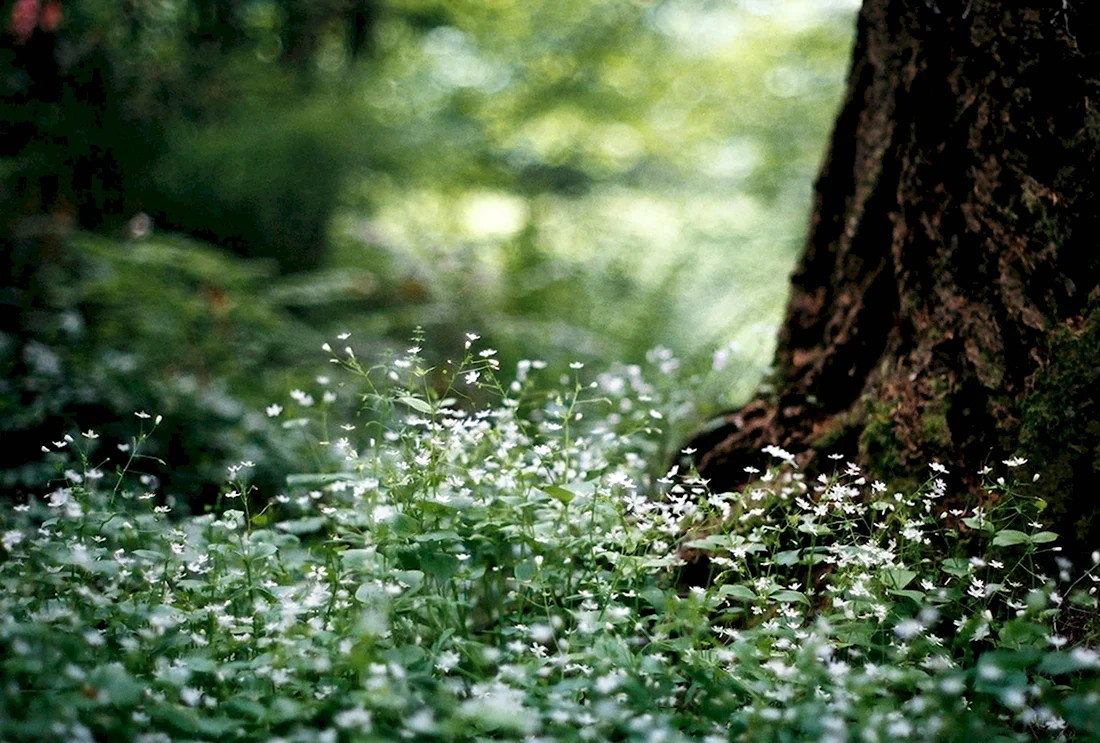 Мелкие белые цветочки в лесу