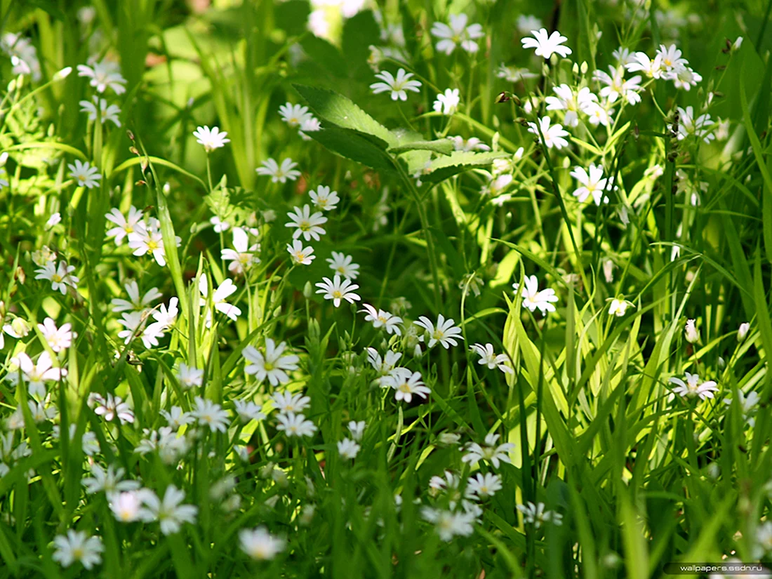Мелкие белые цветочки в лесу