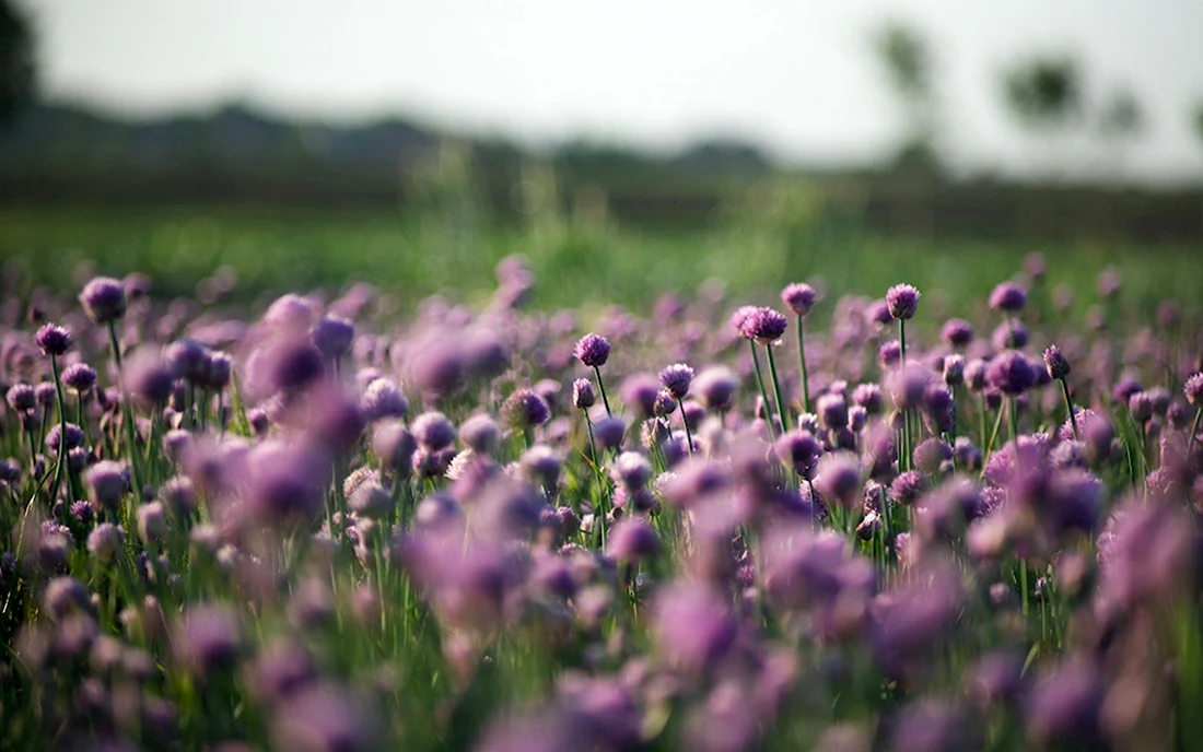 Мелкие фиолетовые цветочки в поле