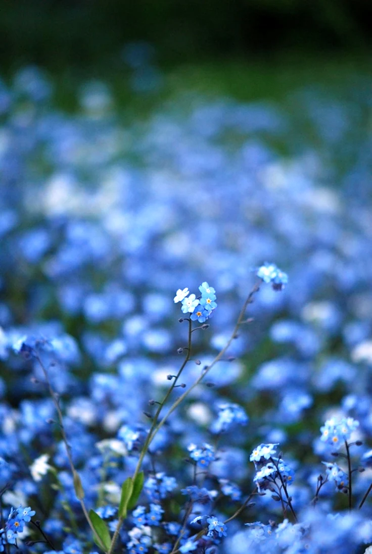 Мелкие голубые цветочки