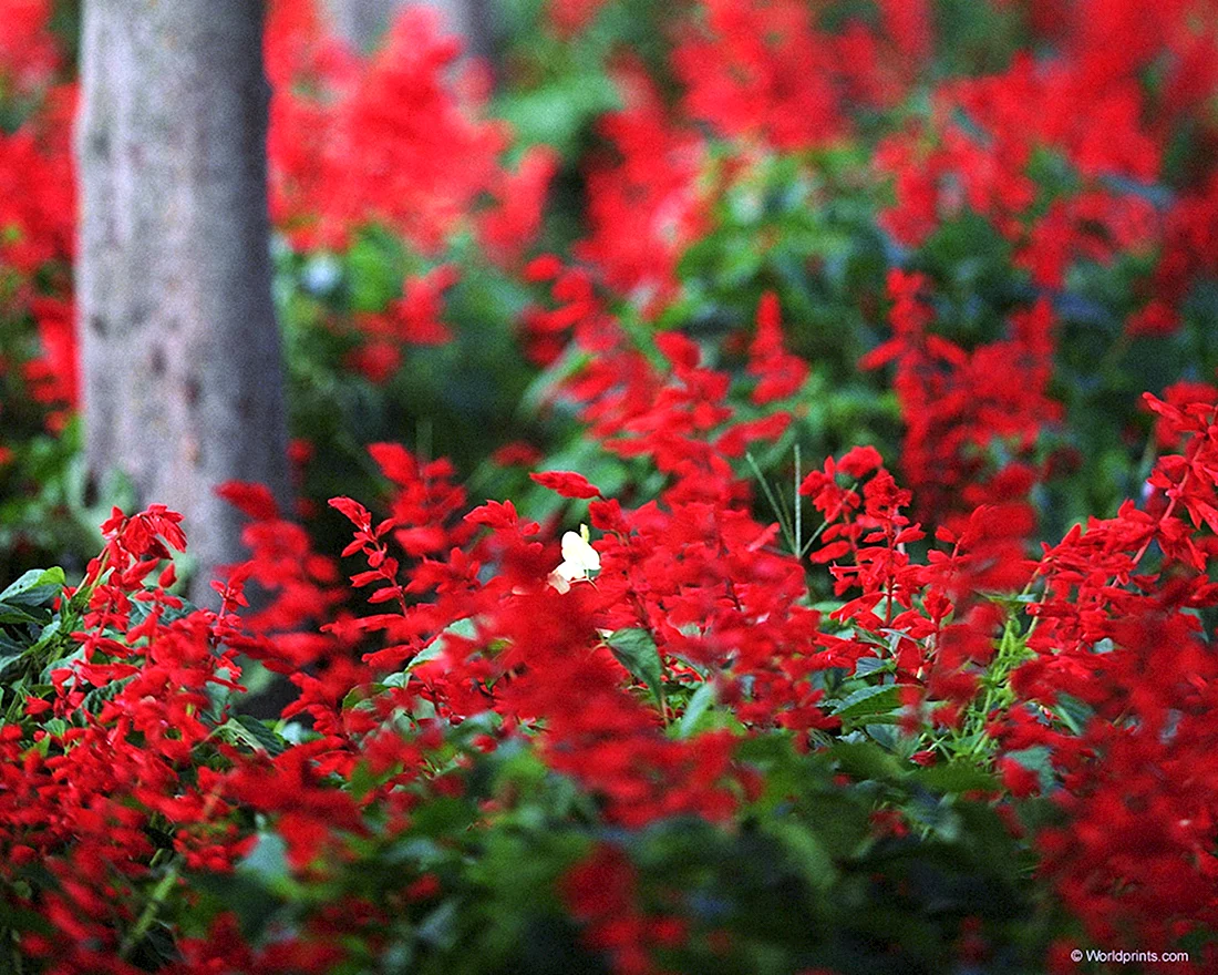 Мелкие красные цветочки