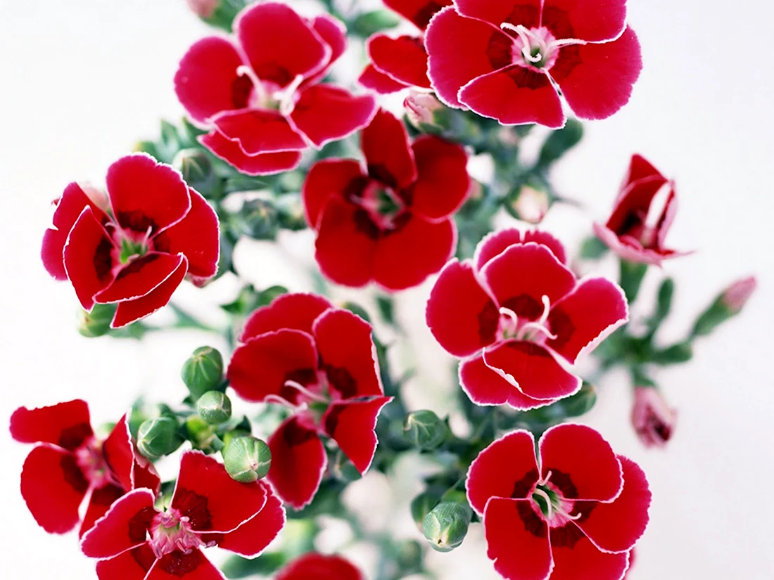 Мелкие красные цветы