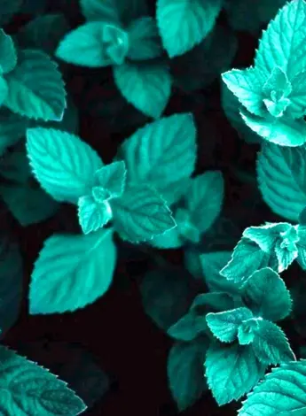 Мята Hugo Mint