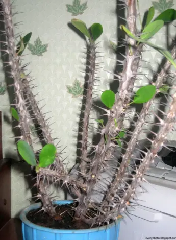 Молочай колючий