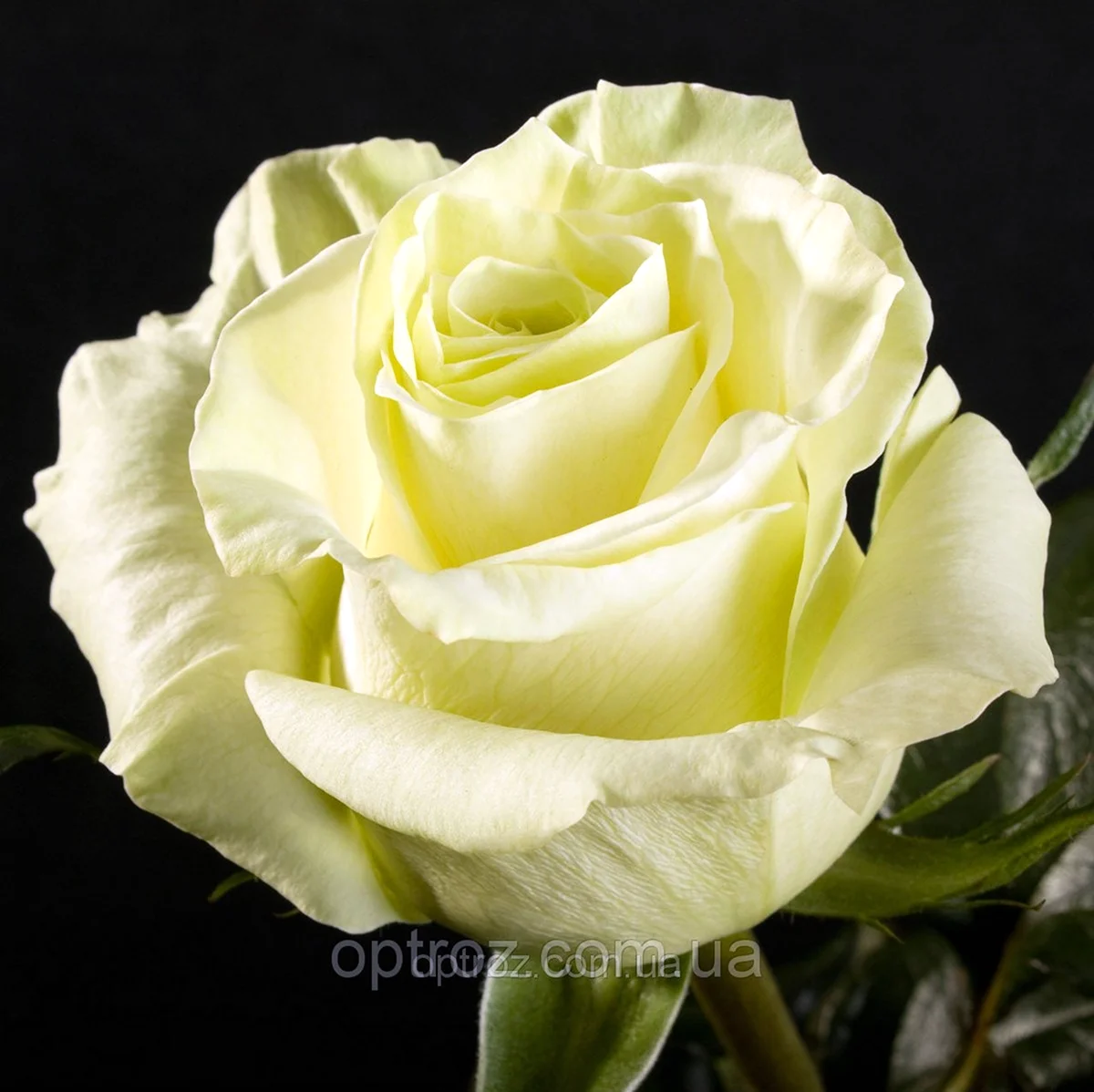 Мондиаль роза белая Эквадор