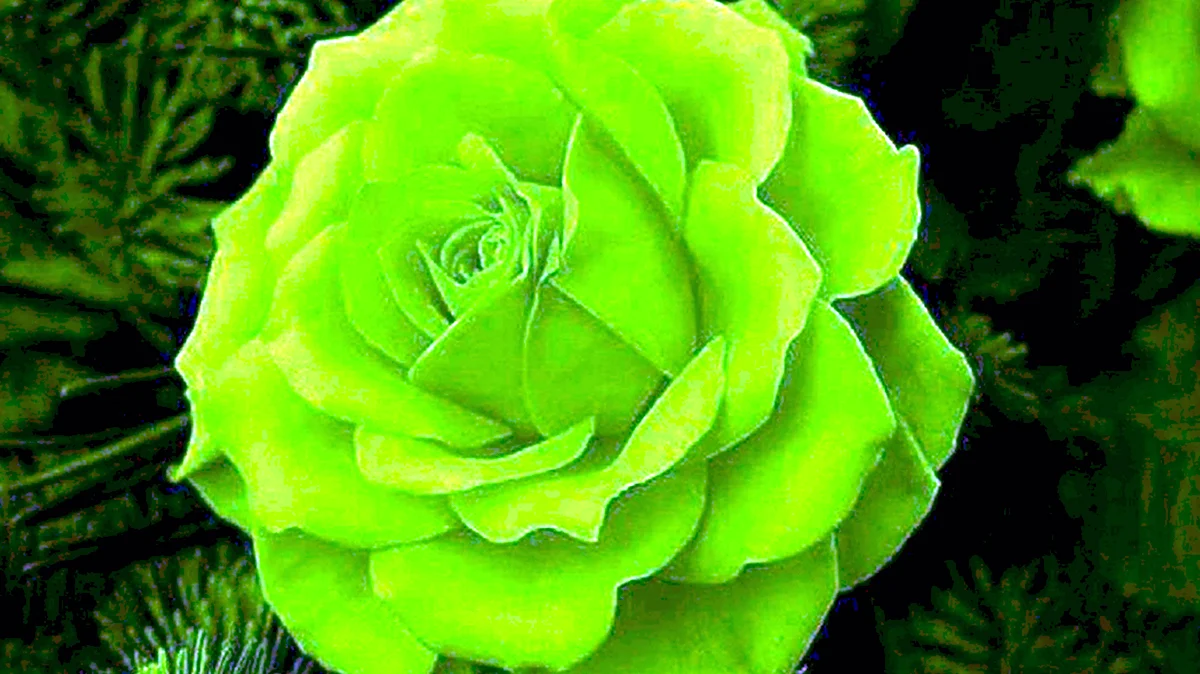 Моника Анафония зеленые цветы
