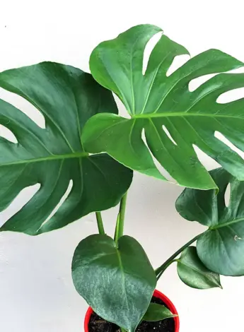 Монстера Делициоза Monstera deliciosa
