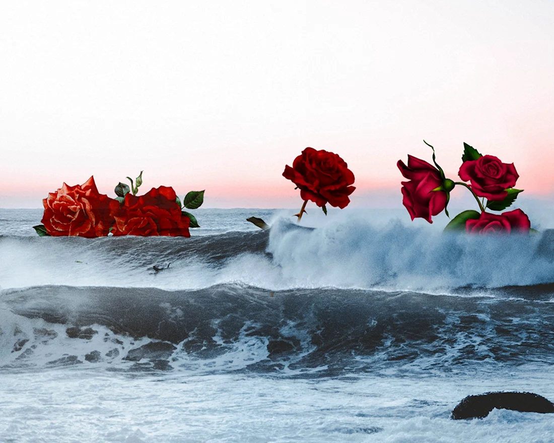 Море роз