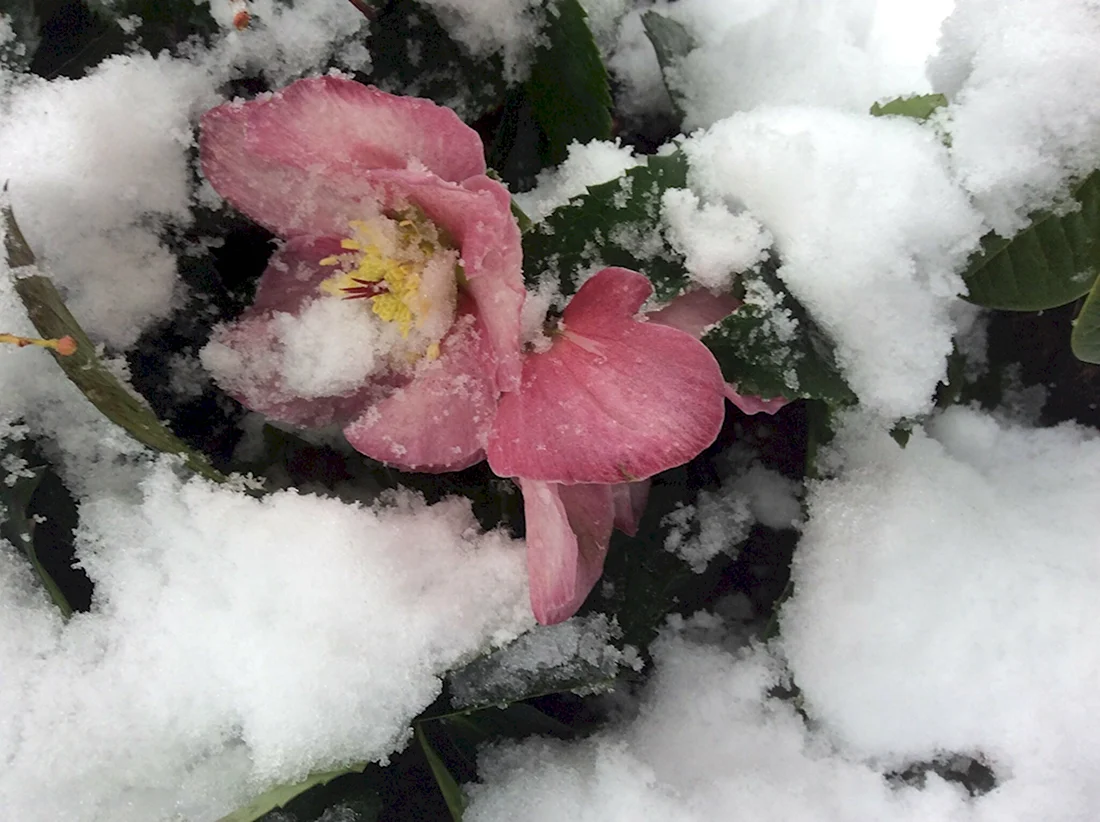 Морозник зимний цветок