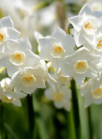 Нарцисс цветок белый
