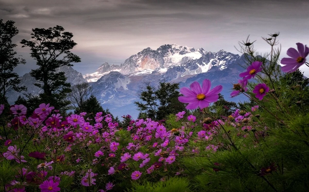 Национальный парк Олимпик Луга горы цветы Поляна