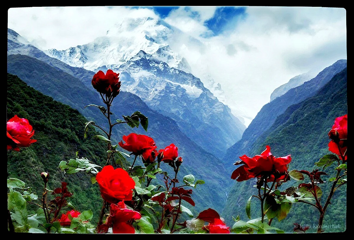 Непал Гималаи цветы