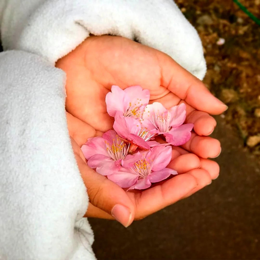 Нежные цветы в руках