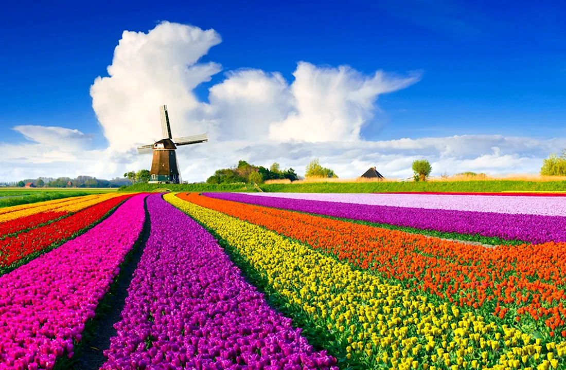 Нидерланды тюльпановые поля