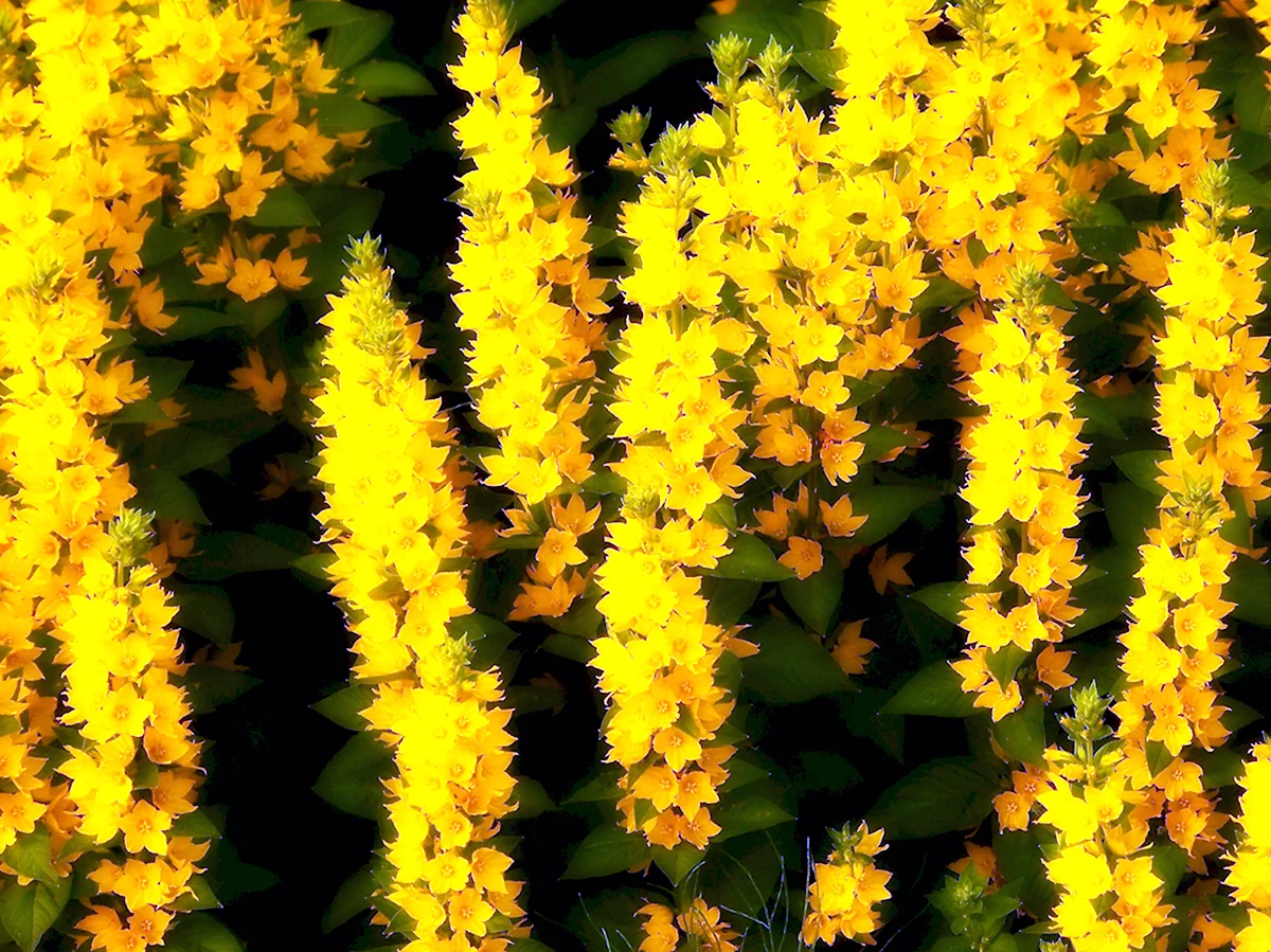 Низенькие желтые цветы