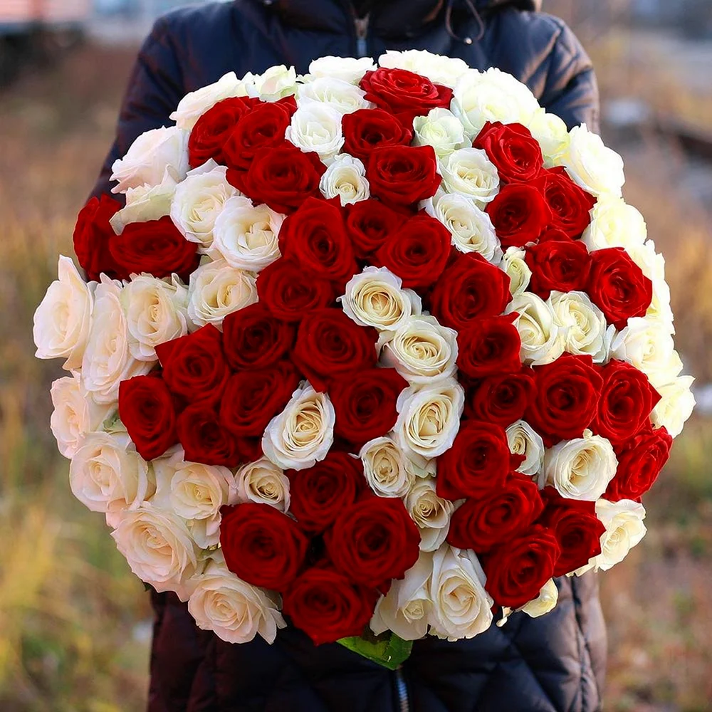 Огромный букет бело красных роз