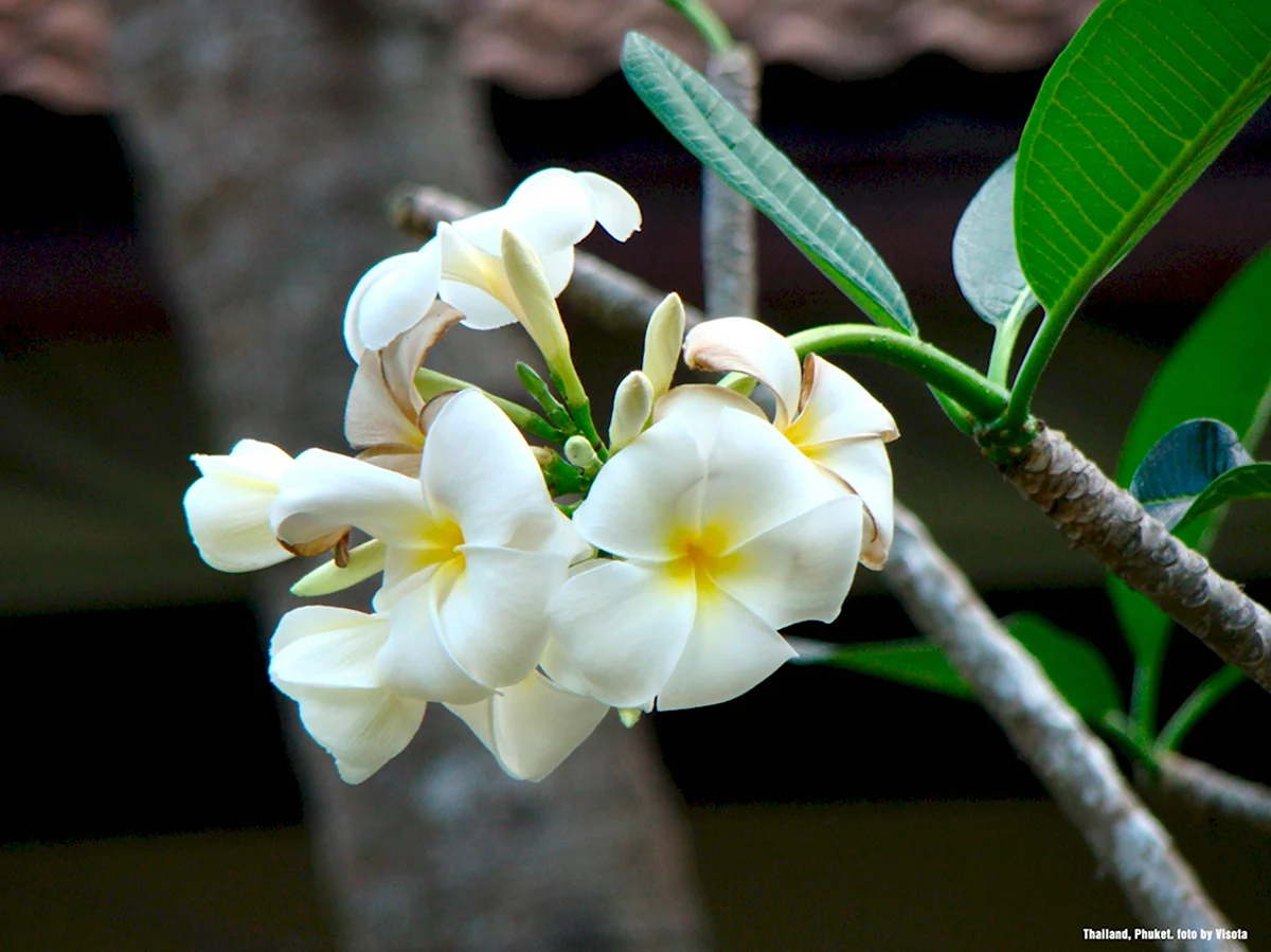 Орхидеи в Тайланде