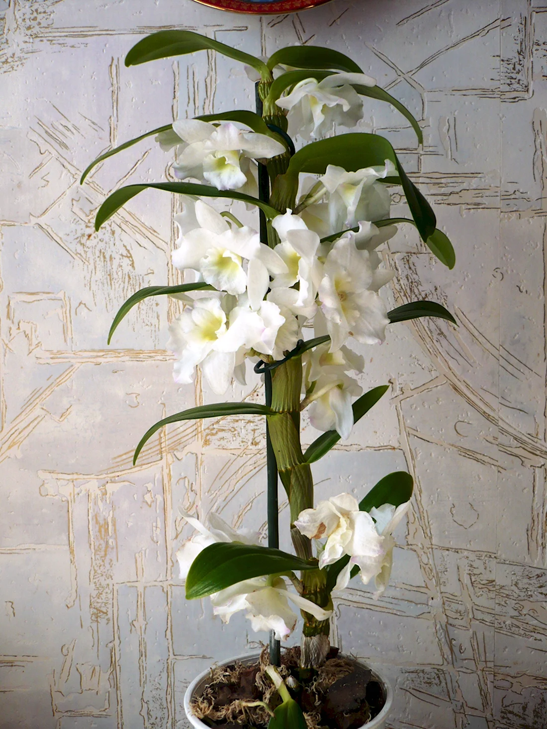 Орхидея Дендробиум детки