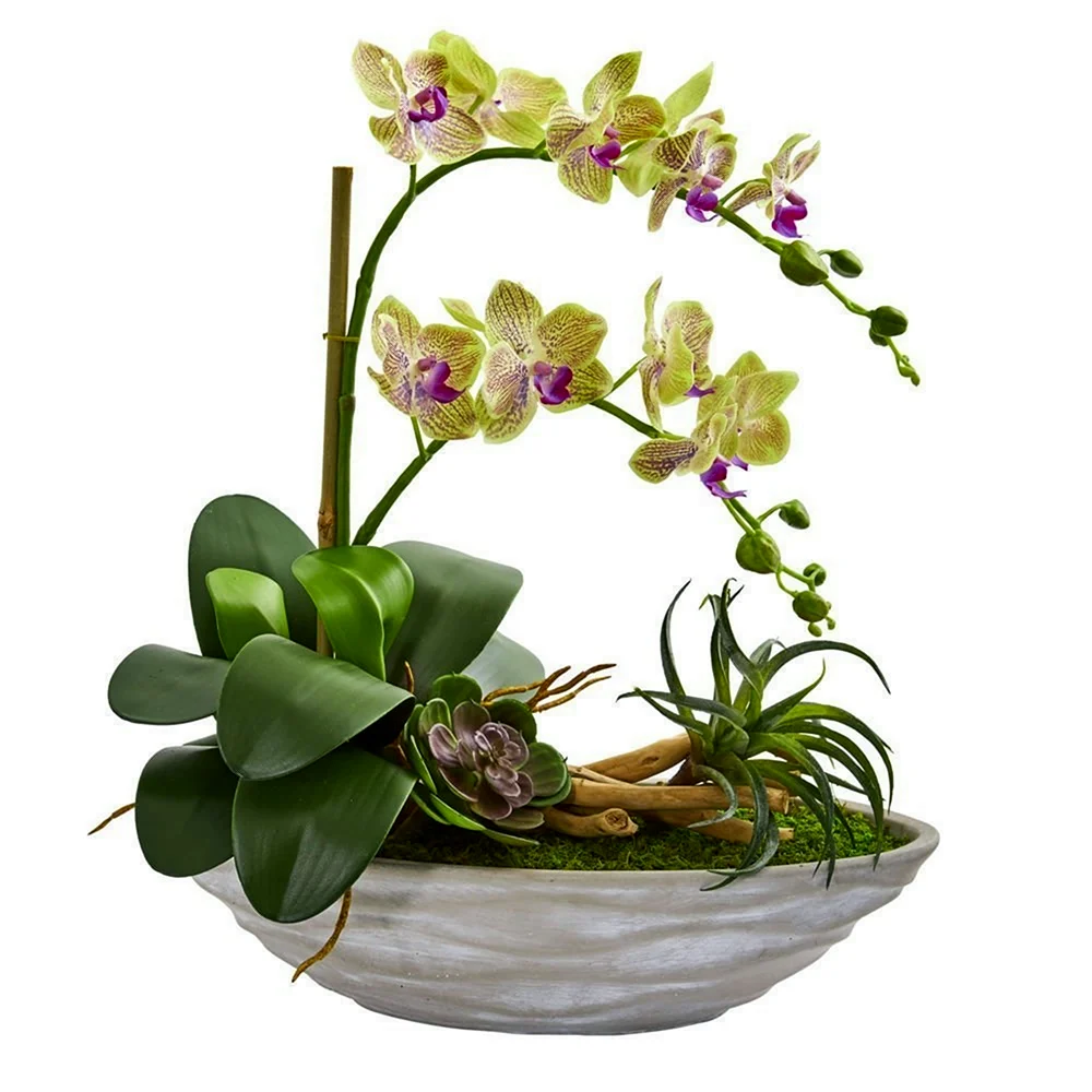 Орхидея Дендробиум Икебана