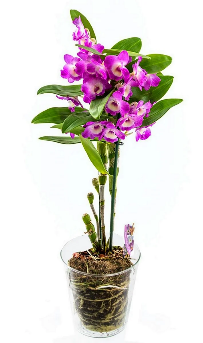 Орхидея Дендробиум Нобиле