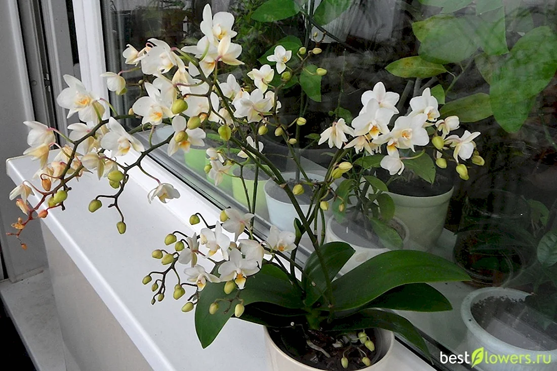 Орхидея Дикая мультифлора