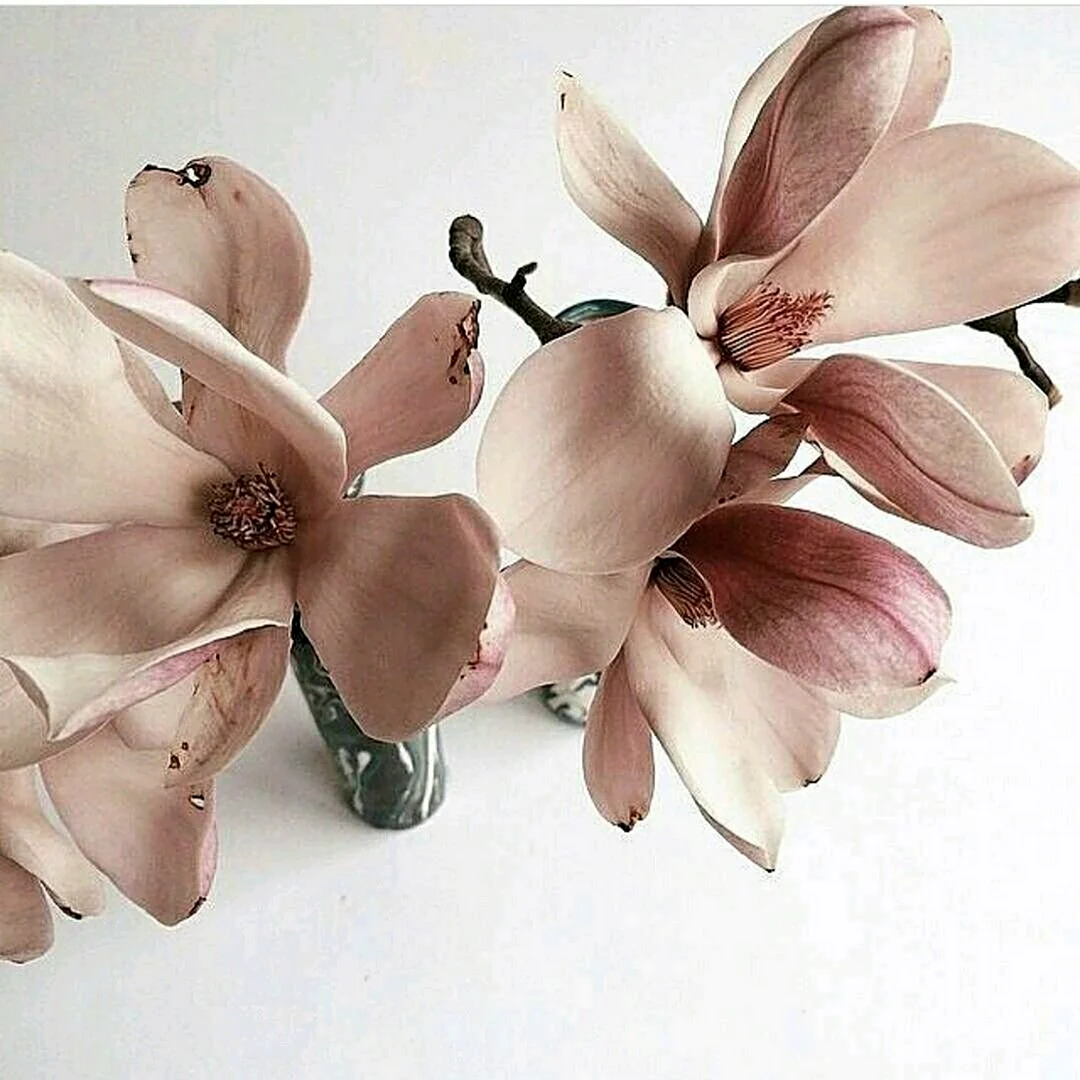 Орхидея Эстетика