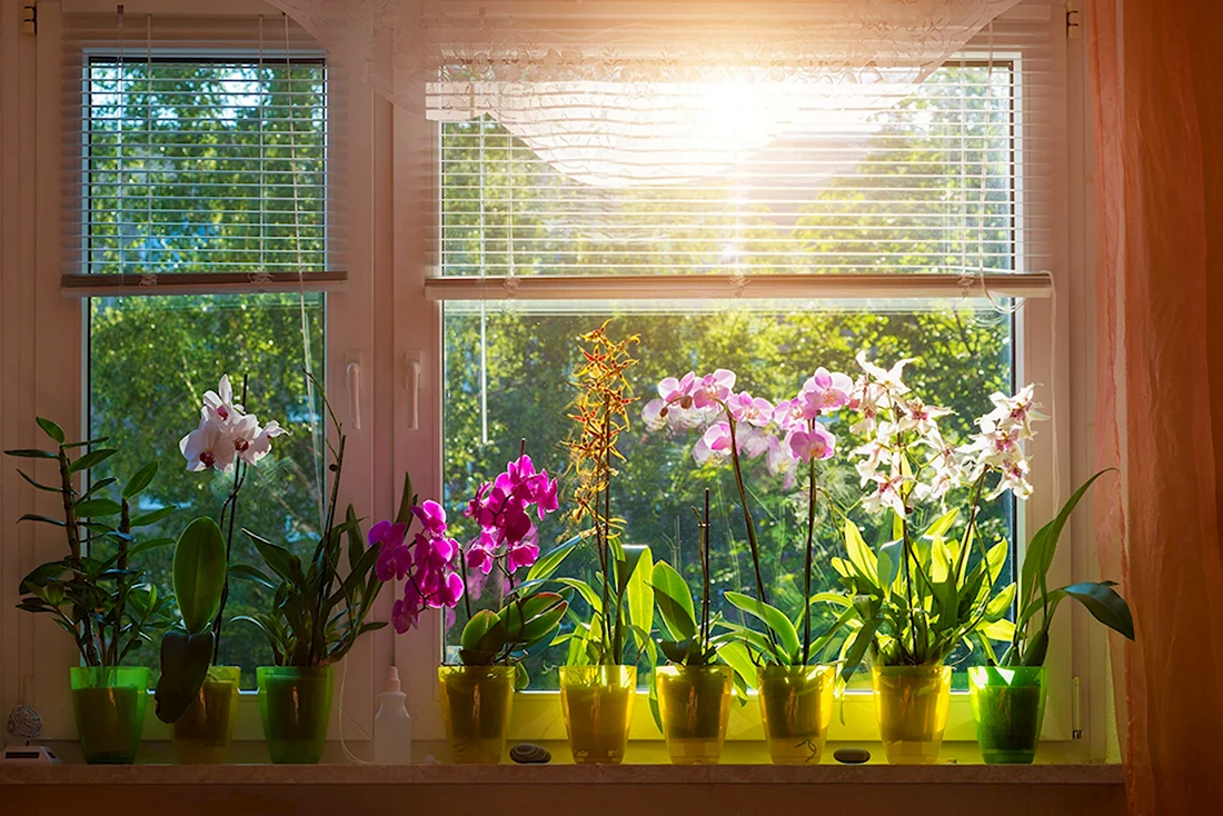 Орхидея фаленопсис на окне