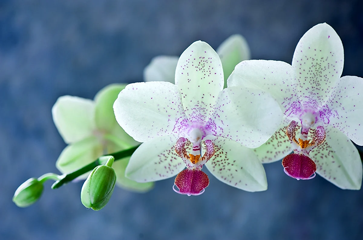 Орхидея Фловерс