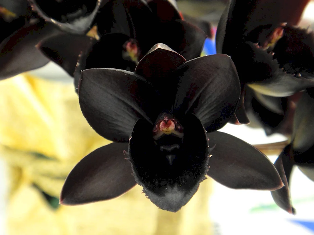 Орхидея Fredclarkeara after Dark SVO Black Pearl