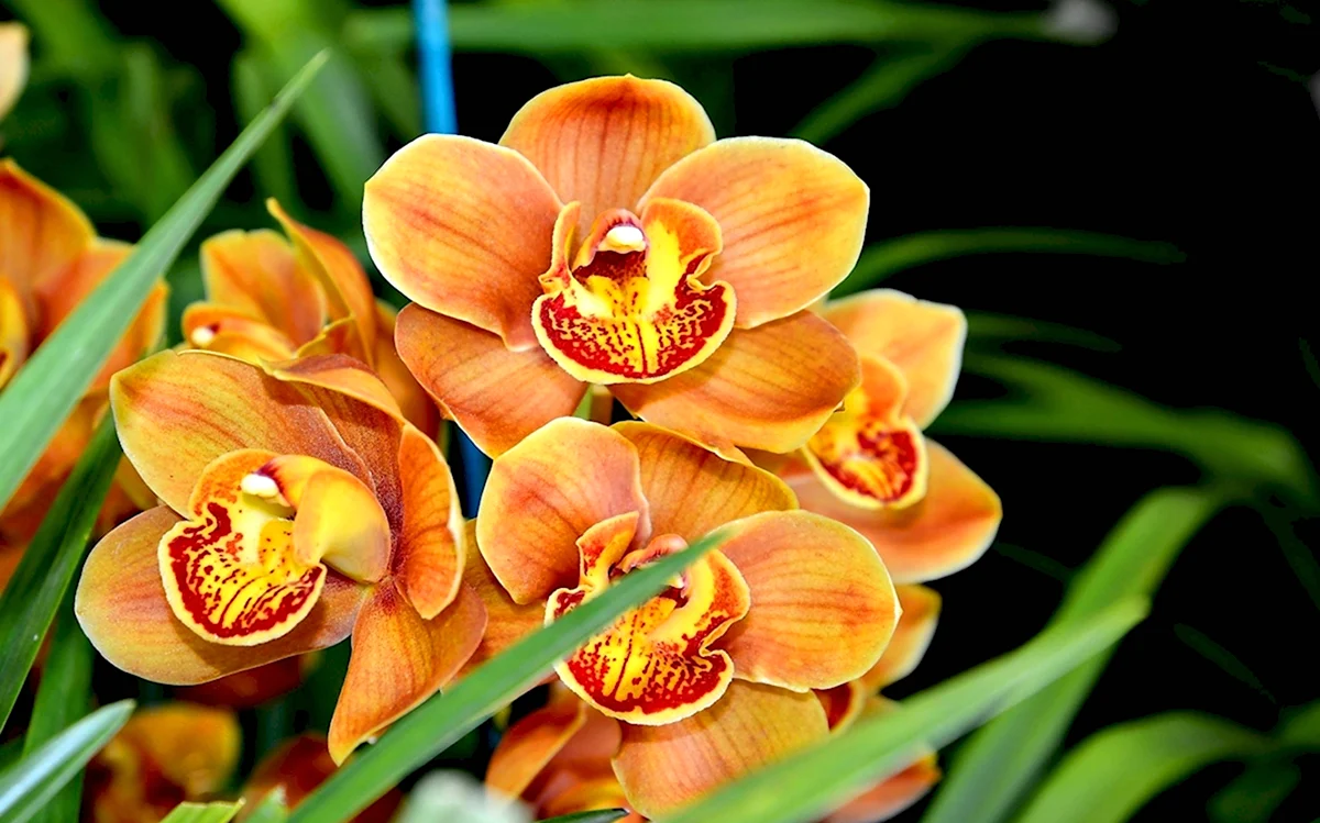 Орхидея Голден эмберс