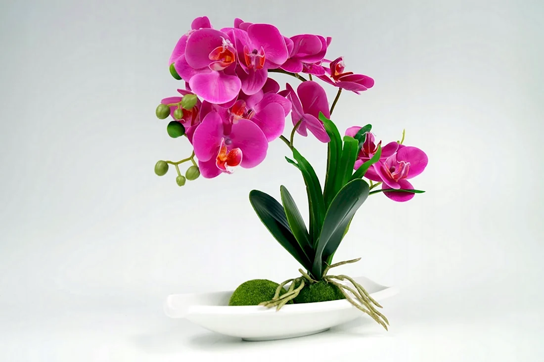 Орхидея Каскад