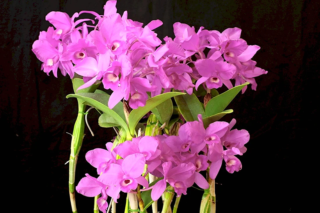 Орхидея мелкая