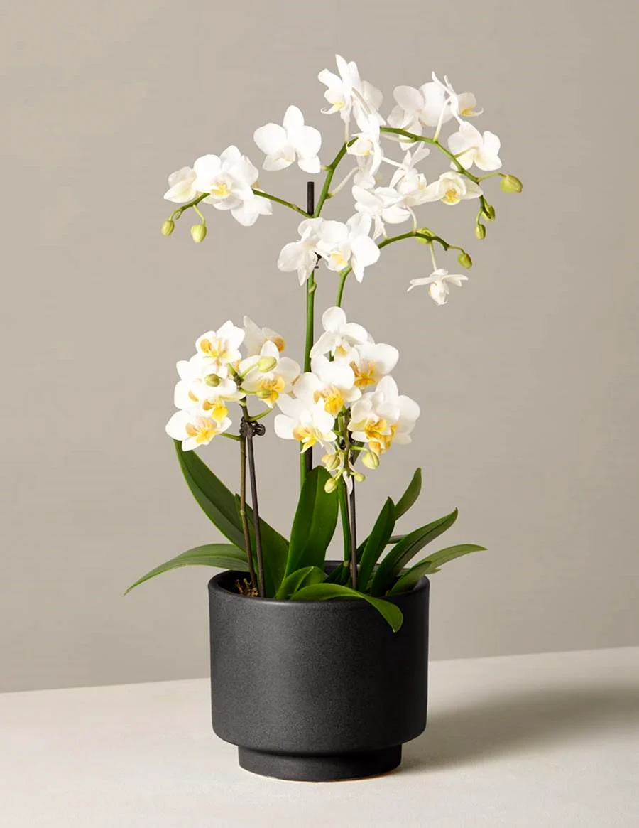 Орхидея мелкие цветы