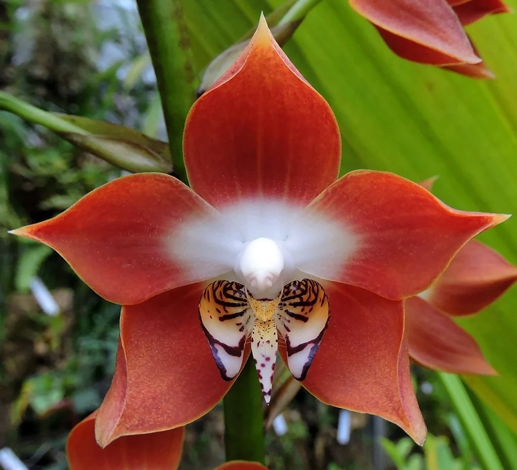 Орхидея Neomoorea wallisii