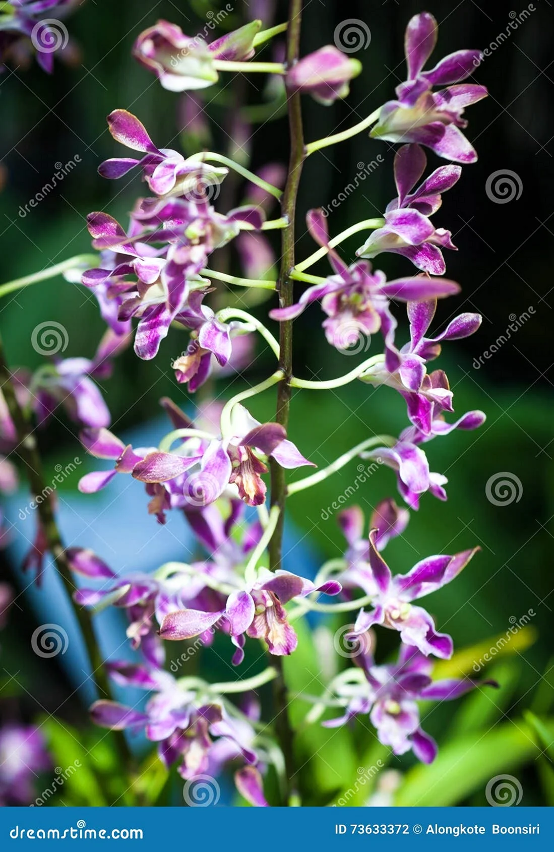 Орхидея с маленькими цветочками