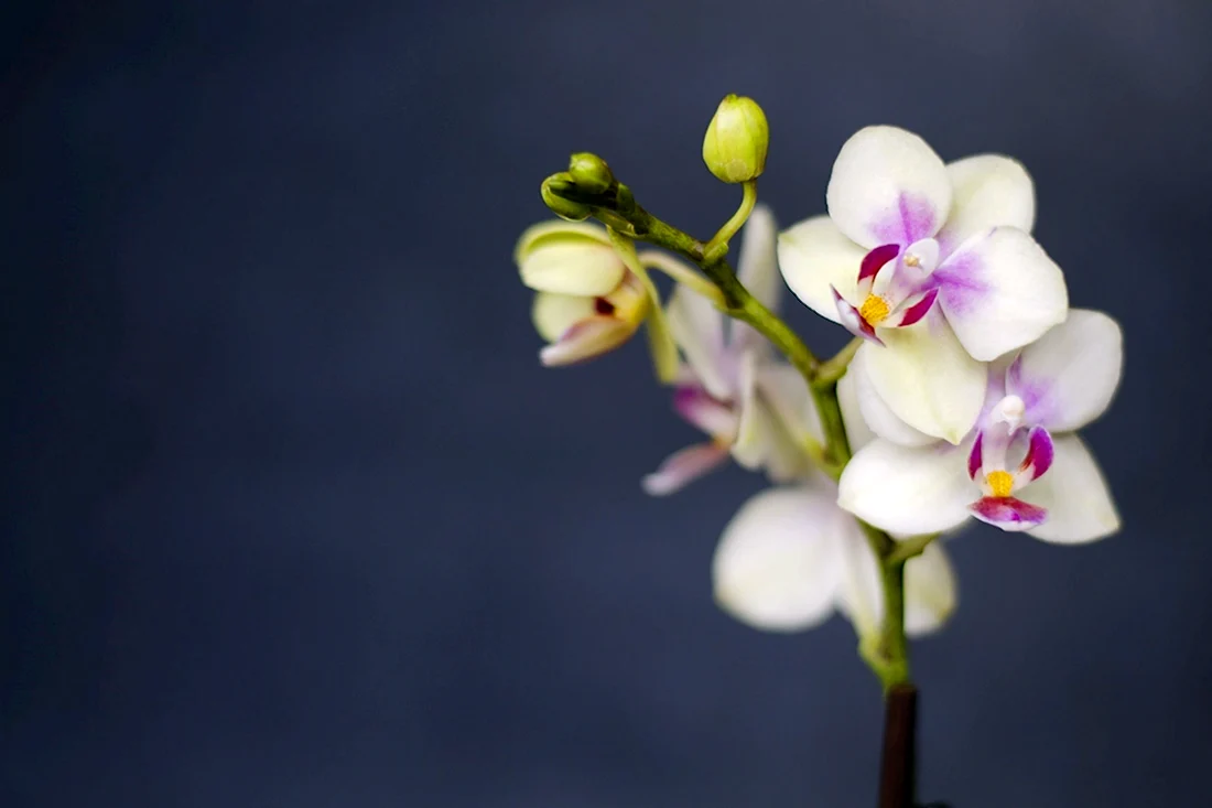 Орхидея сбоку