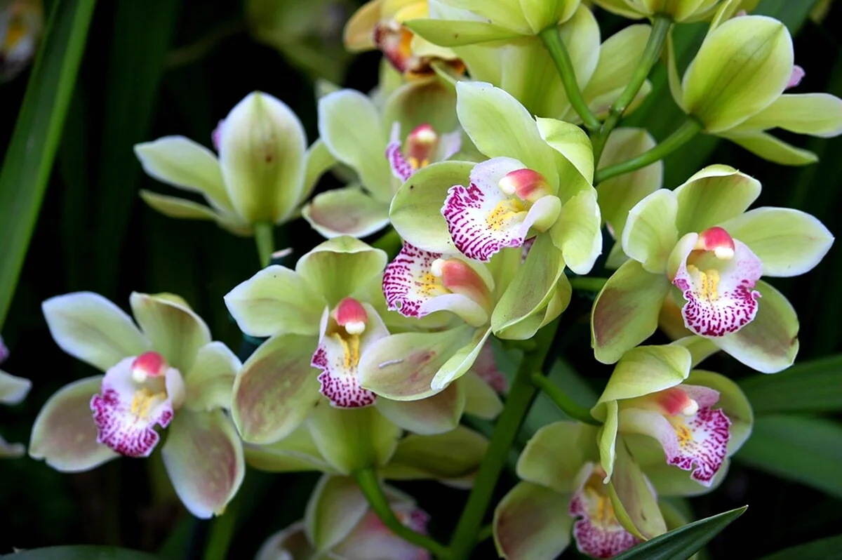 Орхидея Сильвия
