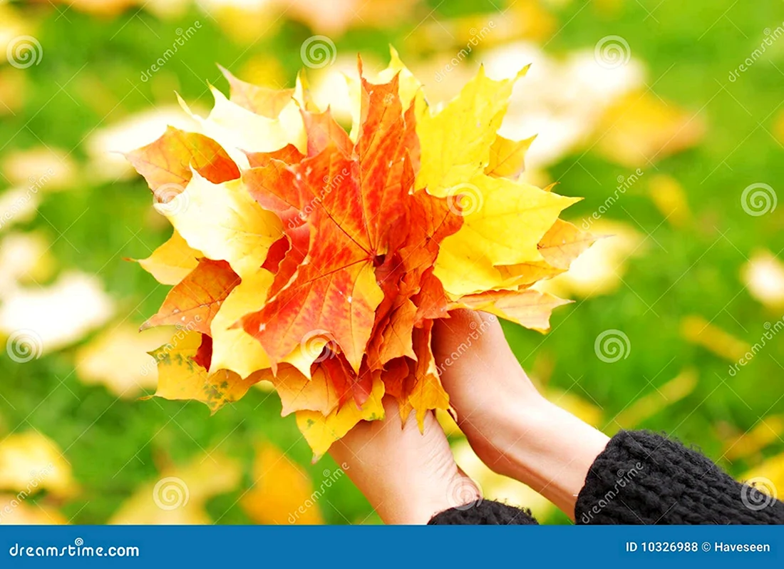 Осень букет из листьев в руках