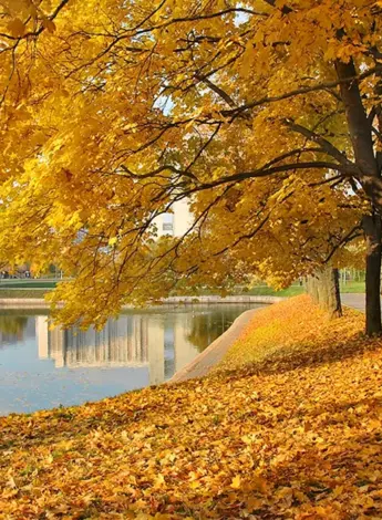 Осень клен парк