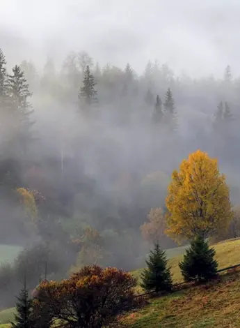 Осень туман