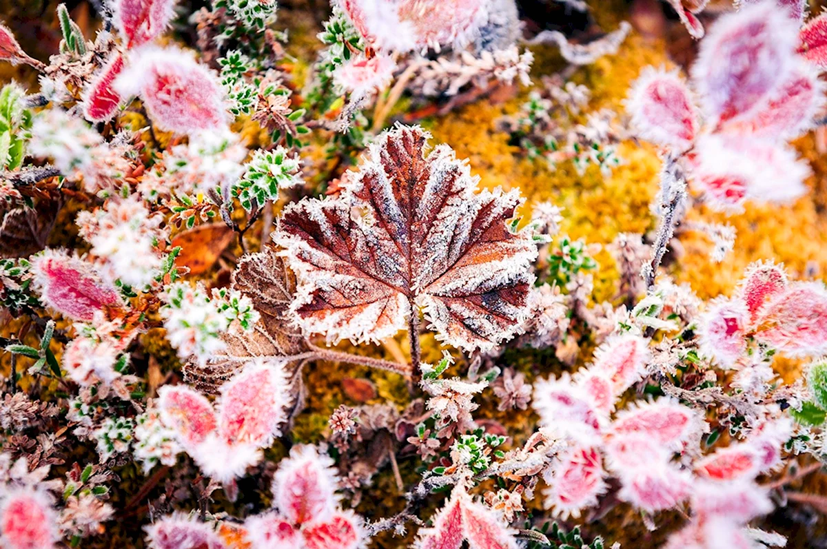 Осенние заморозки