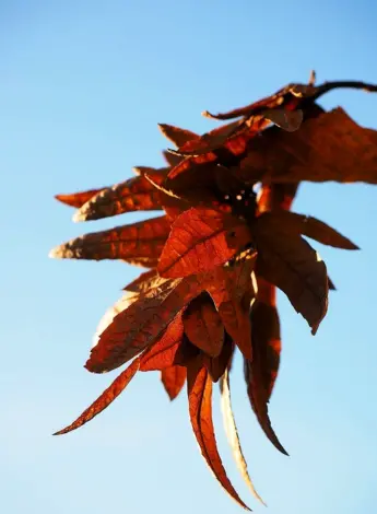 Осенний лист граба