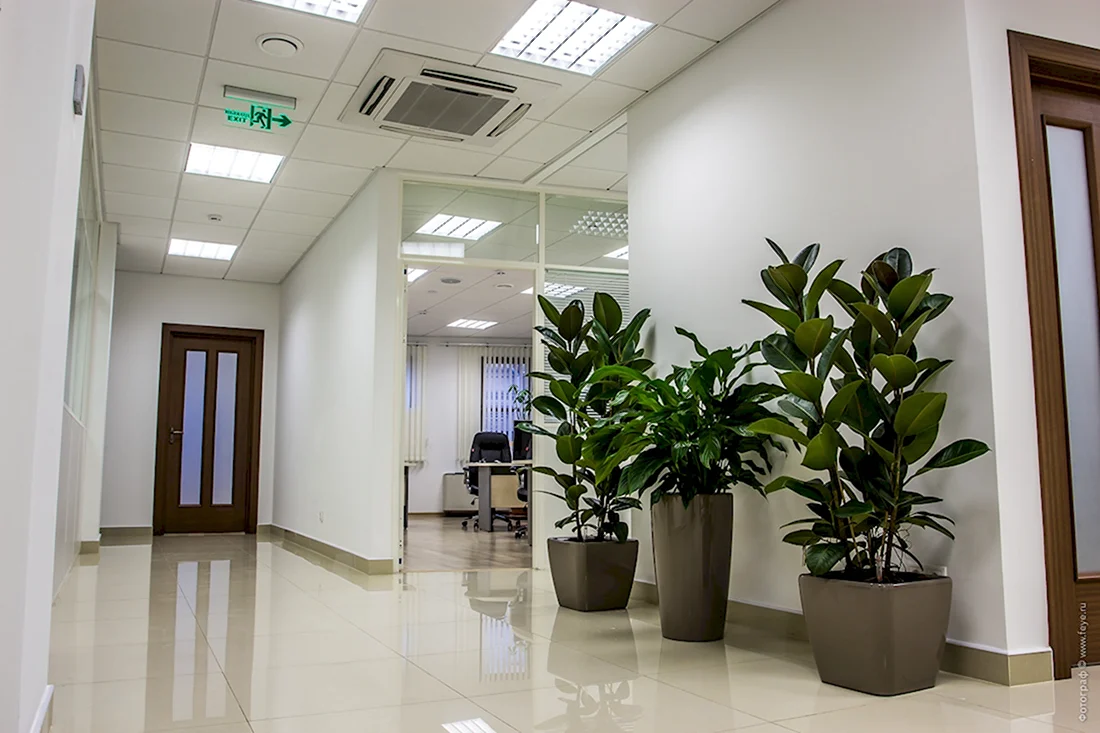 Озеленение офисных помещений