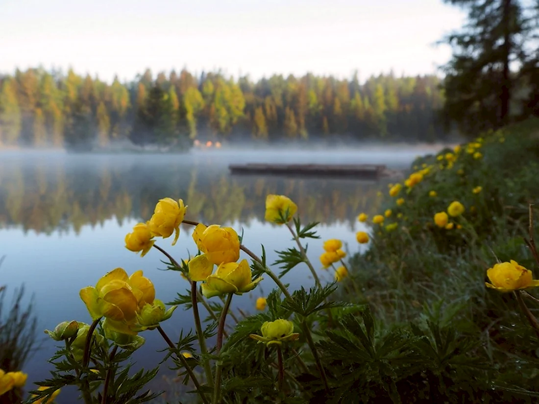 Озеро и желтые цветы
