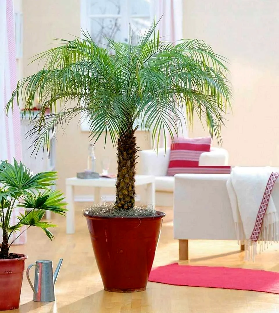 Пальмовидные комнатные растения