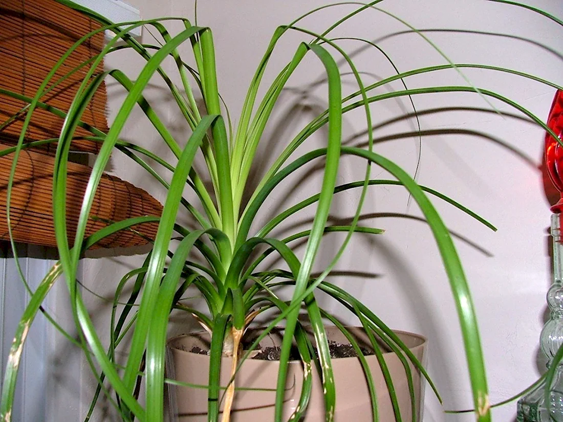 Пальмовидные растения